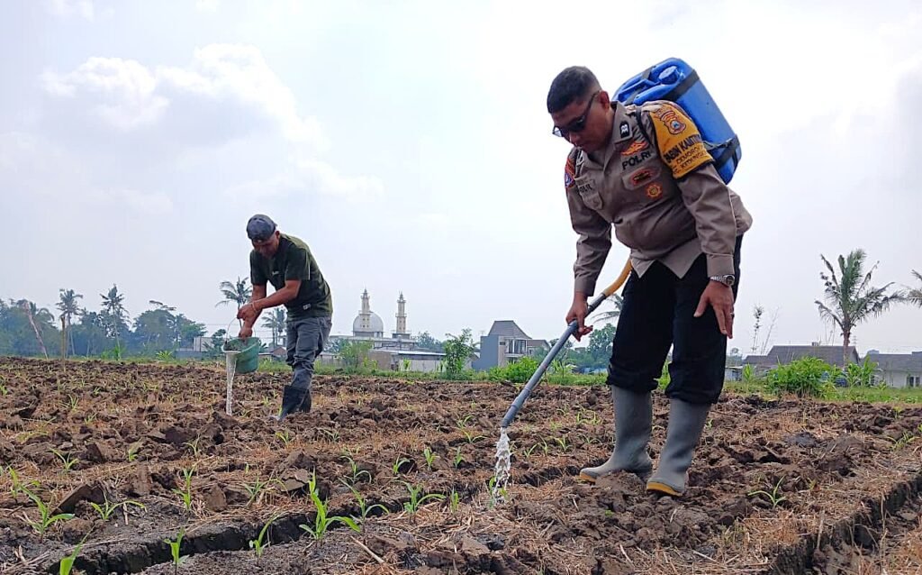 Pendampingan dilakukan dengan Penyiraman, menyemprotkan pupuk cair pada tanaman jagung agar pertumbuhan tanaman dapat berlangsung optimal, terutama di tengah kondisi cuaca yang relatif dingin