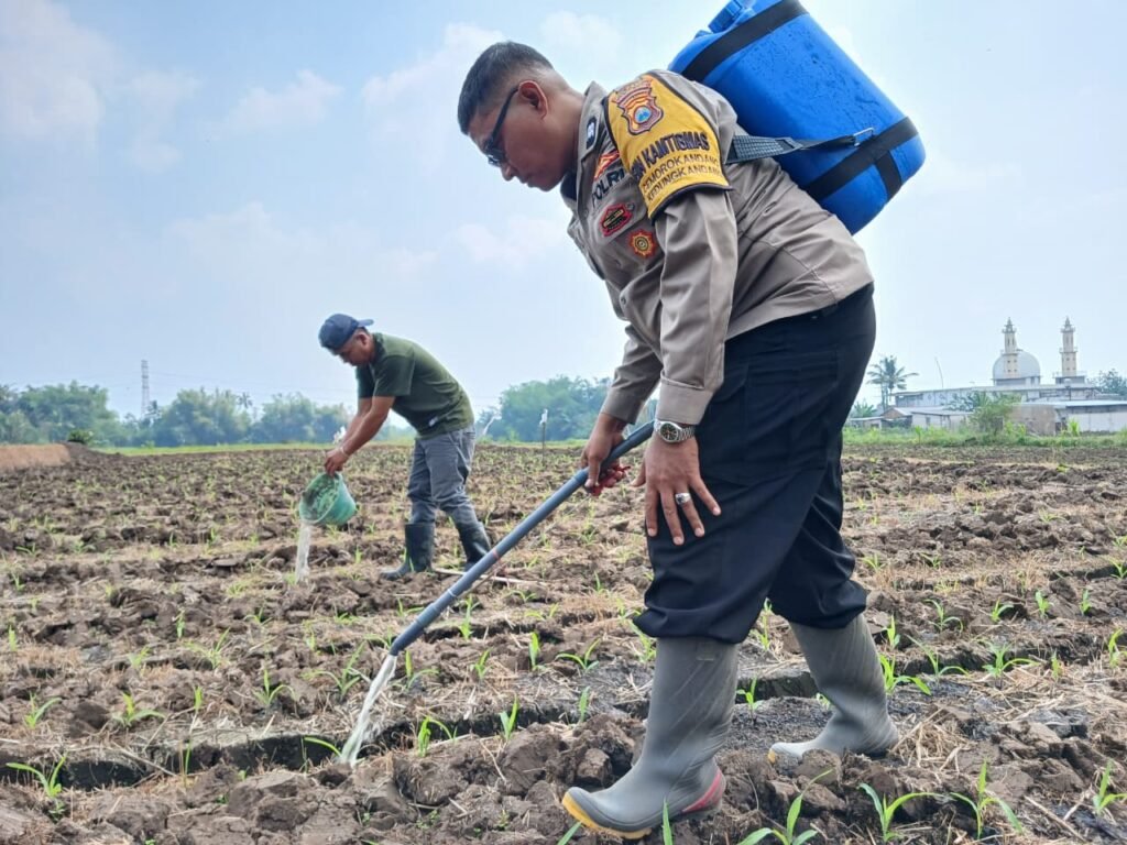 Perkuat Ketahanan Pangan, Pak Bhabin Polresta Malang Kota Turun ke Ladang Dampingi Petani Sirami Tanaman Jagung