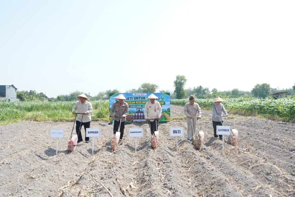 Jagung menjadi salah satu komoditas strategis yang terus didorong pengembangannya di Kabupaten Kediri karena memiliki fungsi ganda, yakni sebagai bahan pangan sekaligus bahan baku pakan ternak