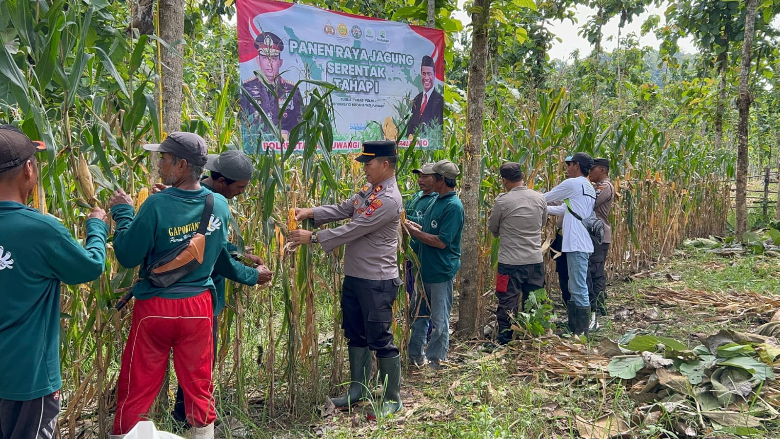 Polisi dan Kelompok Tani Banyuwangi Panen Jagung Wujudkan Ketahanan Pangan