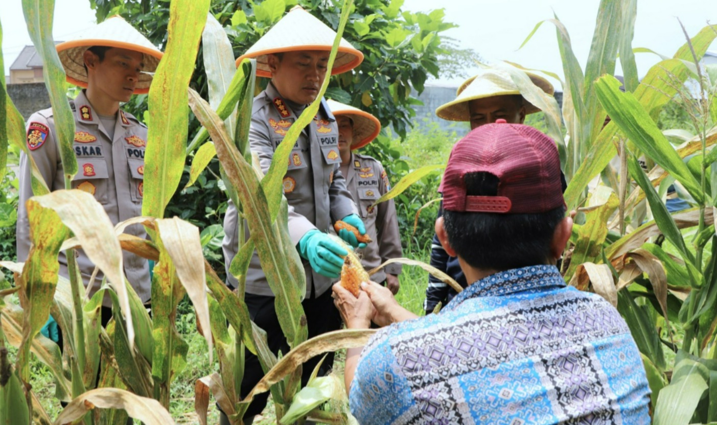 Dukung Swasembada Pangan Nasional: Polresta Malang Kota Panen Raya Jagung Serentak Kuartal III 2025