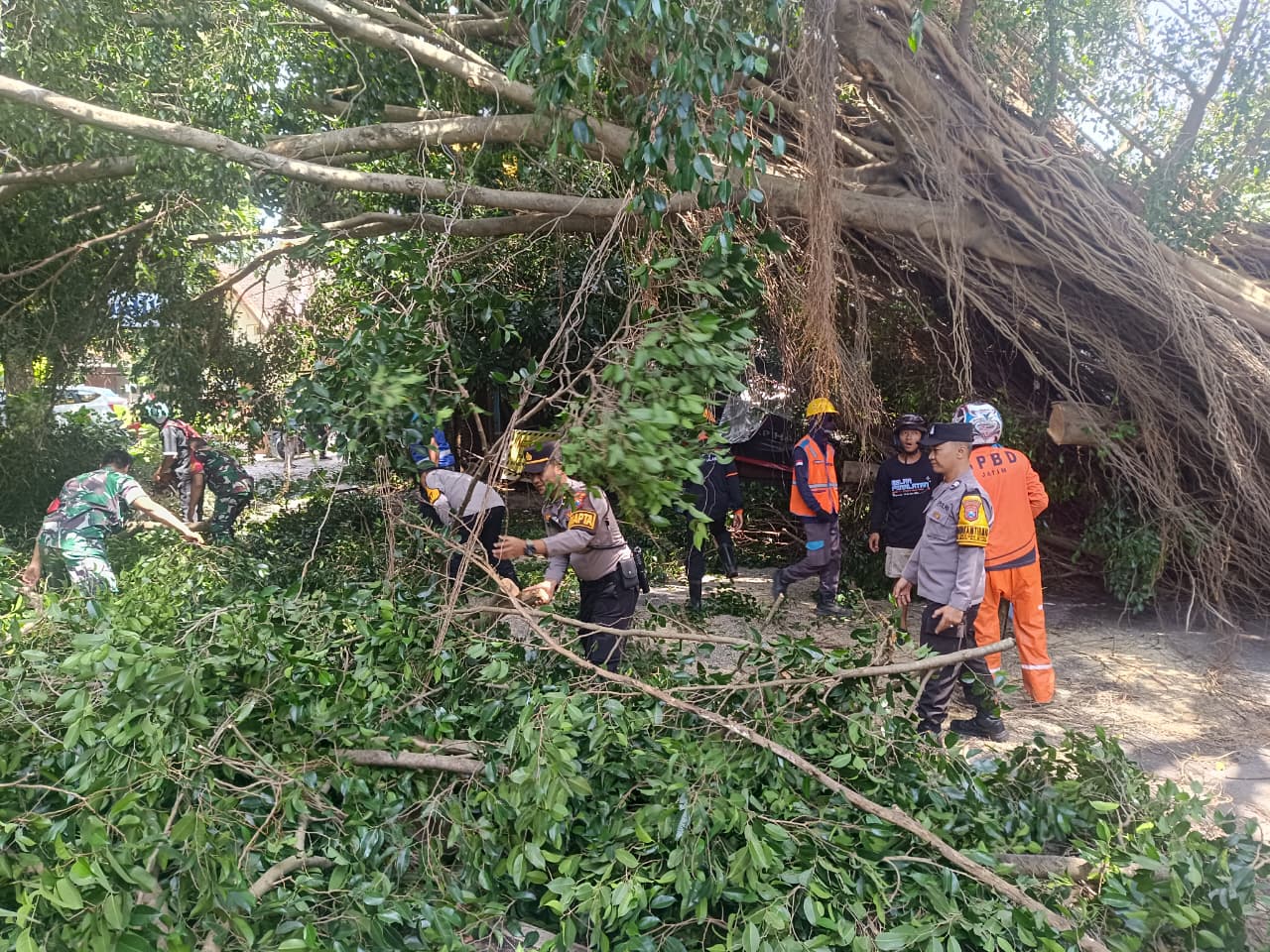 Mitigasi Bencana: Polresta Malang Kota dan Polsek Klojen Sigap Evakuasi Pohon Beringin Berdiameter 2 Meter Tumbang
