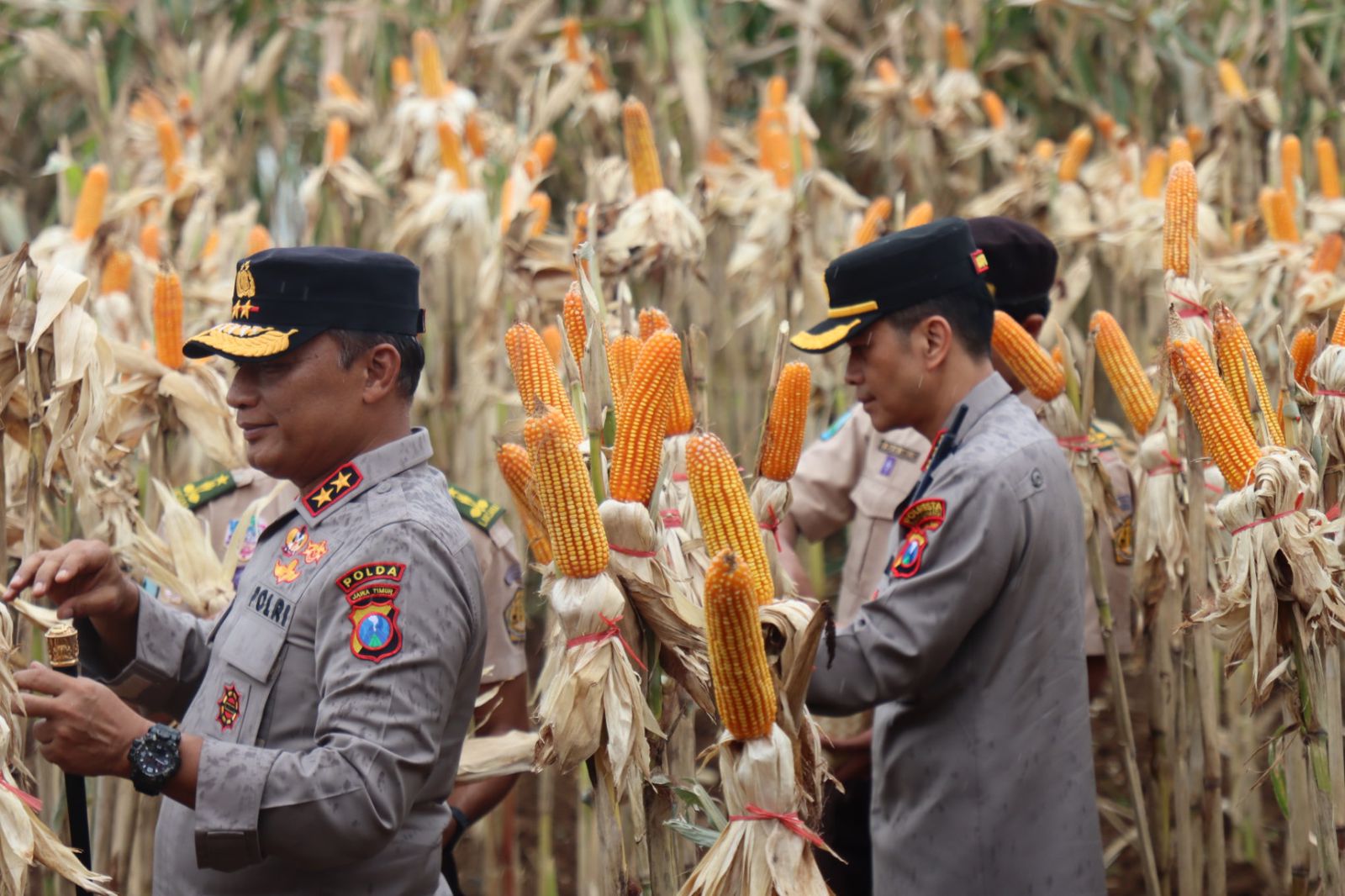 Kapolda Jatim dan Gubernur Panen Jagung di Green Farm Banyuwangi Penuhi Target Swasembada Pangan