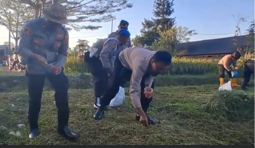 Perkuat Ketahanan Pangan, Kapolsek Tabanan Pimpin Penanaman Jagung Serentak di Subak Bungan Kapal