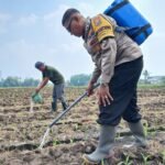 Perkuat Ketahanan Pangan, Pak Bhabin Polresta Malang Kota Turun ke Ladang Dampingi Petani Sirami Tanaman Jagung