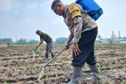 Perkuat Ketahanan Pangan, Pak Bhabin Polresta Malang Kota Turun ke Ladang Dampingi Petani Sirami Tanaman Jagung