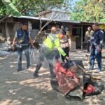 Polsek Waru Bongkar Arena Sabung Ayam di Bungurasih Utara