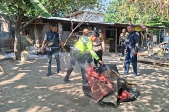 Polsek Waru Bongkar Arena Sabung Ayam di Bungurasih Utara